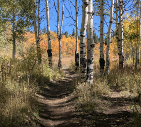 Fall Aspens Cornering & Speed Control